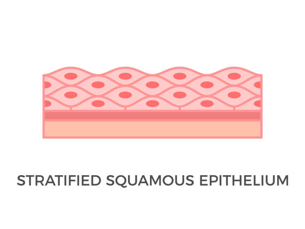 Stratified squamous epithelium. Epithelial tissue types. A multiple layer of pavement like cells that lines that protect against invading microorganisms and prevent water loss. Vector illustration. epithelium stock illustrations