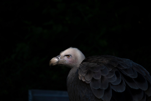 European Griffon Vulture in Spain Portrait and with dark natural background and head illuminated by a ray of sun