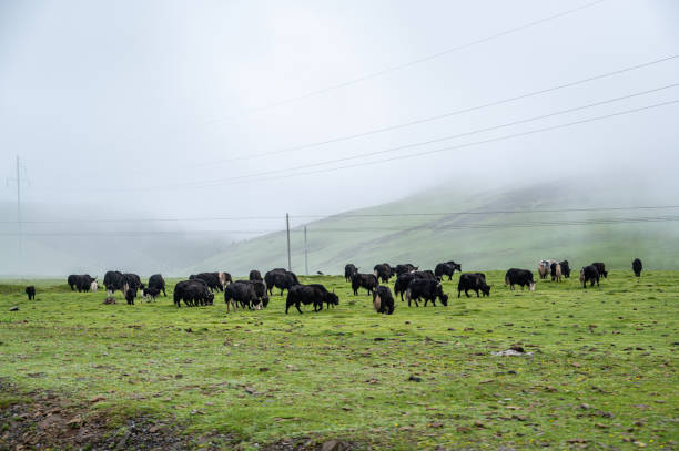 istock Consuming cattle consumption on a cloudy plateau green grassland 1759528620
