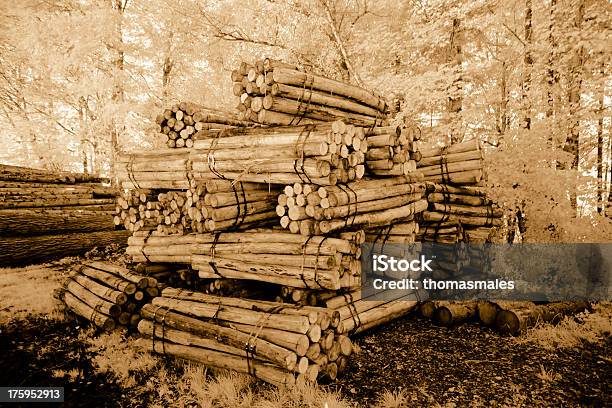 Drewniane Tyczki - zdjęcia stockowe i więcej obrazów Ciąć - Ciąć, Drzewo, Przekrój poprzeczny