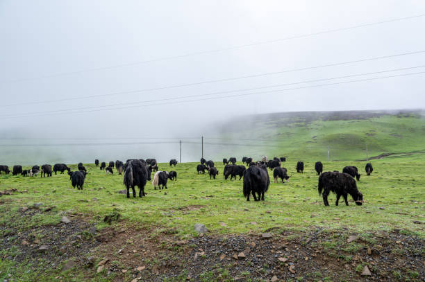 istock Consuming cattle consumption on a cloudy plateau green grassland 1759529137