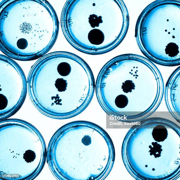 Growing Bacteria In Petri Dishes Stock Photo - Download Image Now - Antibiotic, Petri Dish, Agar Jelly