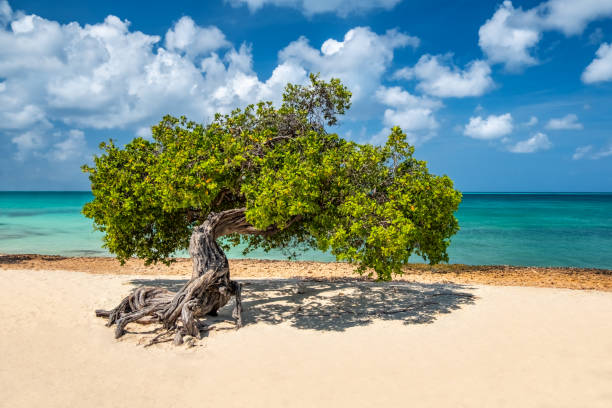 Divi Tree Icon 250+ Divi Divi Tree On Aruba Beach Stock Photos, Pictures & Royalty ...