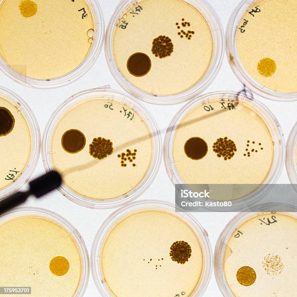 Foto de Crescimento Da Bactéria Em Petri Pratos e mais fotos de stock de Analisar - Analisar, Animal, Antibiotico