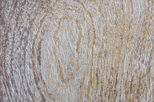 Texture Photo: Old wood with circular patterns.