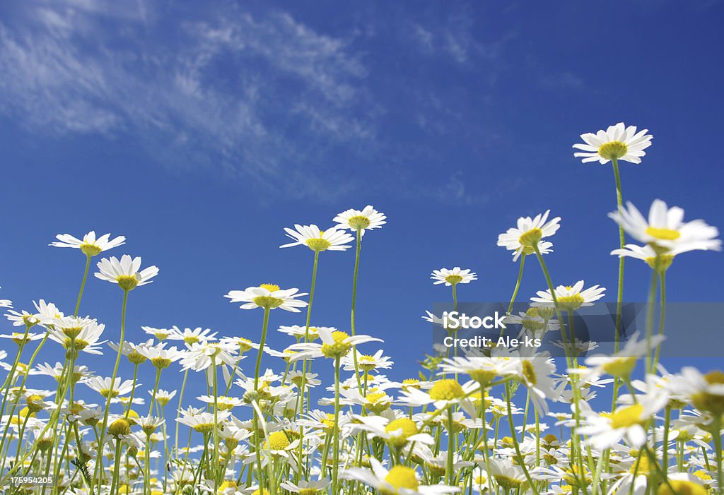 daisies blanco - Foto de stock de Aire libre libre de derechos