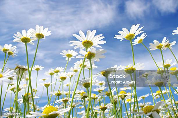 Foto de Margaridas Brancas e mais fotos de stock de Azul - Azul, Camomila, Campo