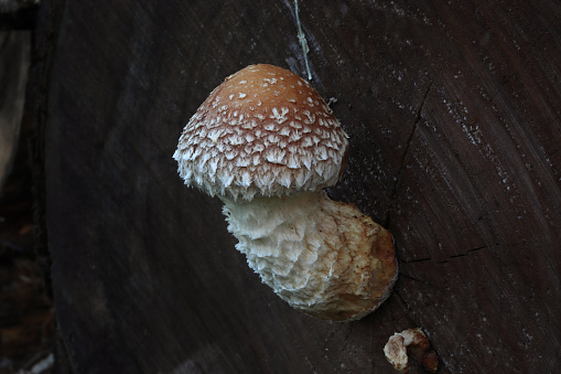 an inedible wild mushroom grows on a cut tree trunk: Pholiota populnea, Pholiota adiposa, or Golden Scalycap