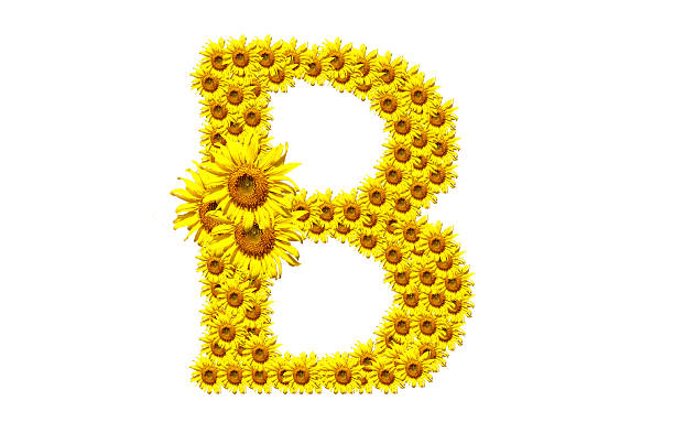 "B" sunflower alphabet stock photo