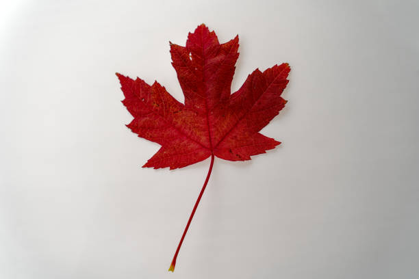 istock Scenic view of isolated autumn leaf lying on white illuminated background. 1759548656