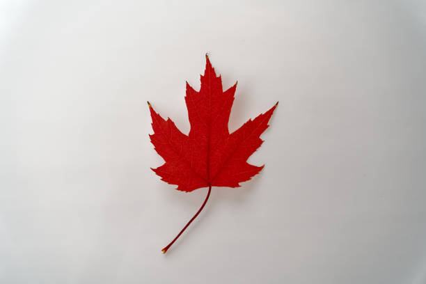 istock Scenic view of isolated autumn leaf lying on white illuminated background. 1759548657