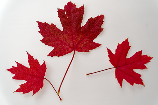 Close-up of three red Silver Maple autumn leaves against white background. Photo taken October 27th, 2023, Zurich, Switzerland.