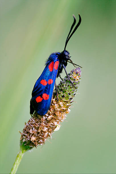 istock wild fly  Zygaenidae  in the flower 175957108