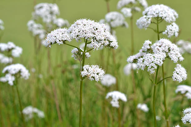 istock Great Burnet-saxifrage in bloom. 175957326