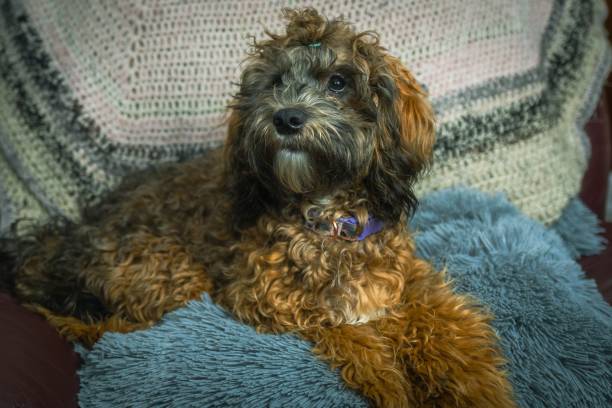 istock brown dog with red coat sitting on blue blanketed couch 1759573919