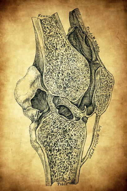 Knee Bone Graphics 540+ Knee Anatomy Drawings Stock Illustrations, Royalty-Free Vector ...