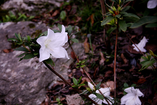 White flowers blooming in a temple garden in Taiwan