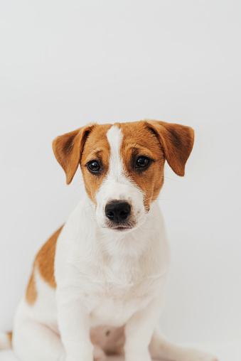 Jack Russell Terrier puppy, six months old, sitting in front of white background