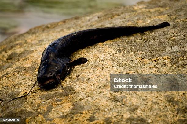 Photo libre de droit de Bloqué Poissonchat banque d'images et plus d'images libres de droit de Actinoptérygien - Actinoptérygien, Animaux à l'état sauvage, Barbillon