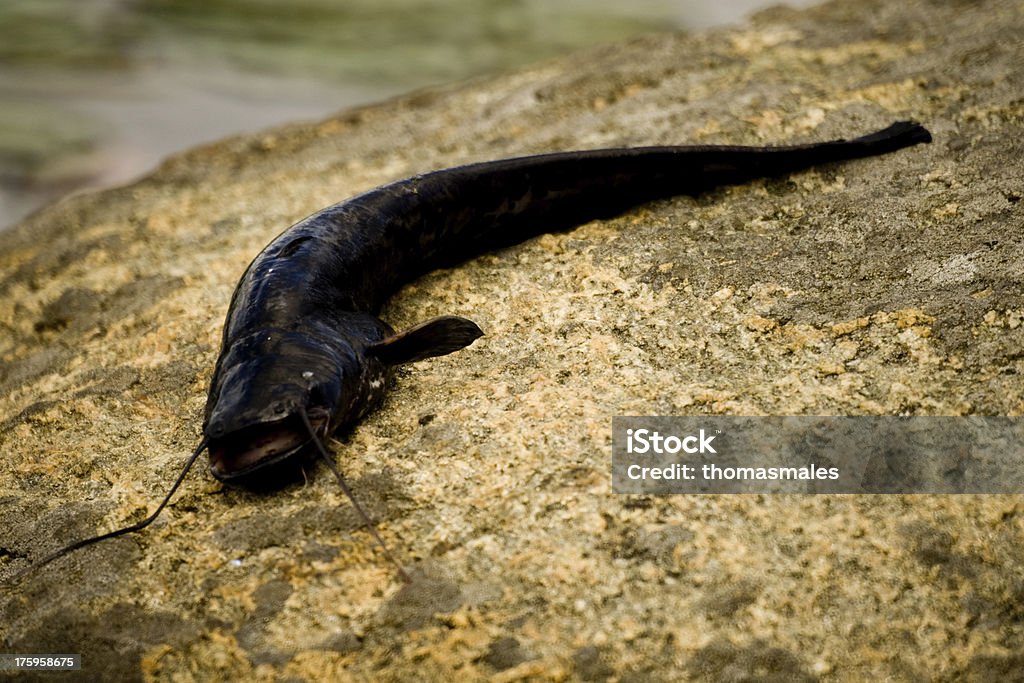 Intrecciato Pesce gatto - Foto stock royalty-free di Acqua