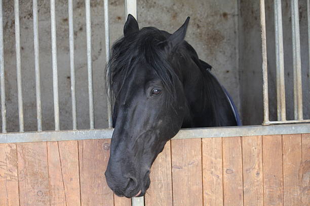 черный muzzle of a horse - ridinf стоковые фото и изображения