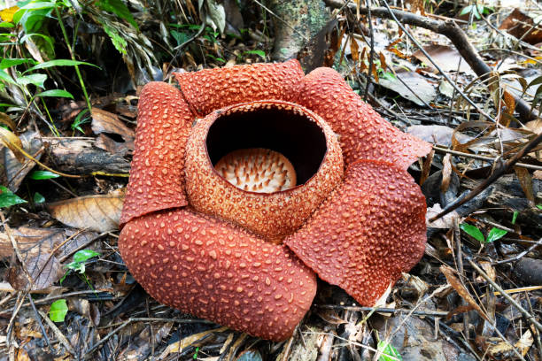 istock Close up of Rafflesia also know as corpse flower 1759590097