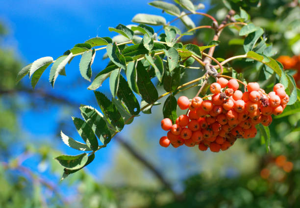 istock ashberry at dry sunny summer day 1759592772