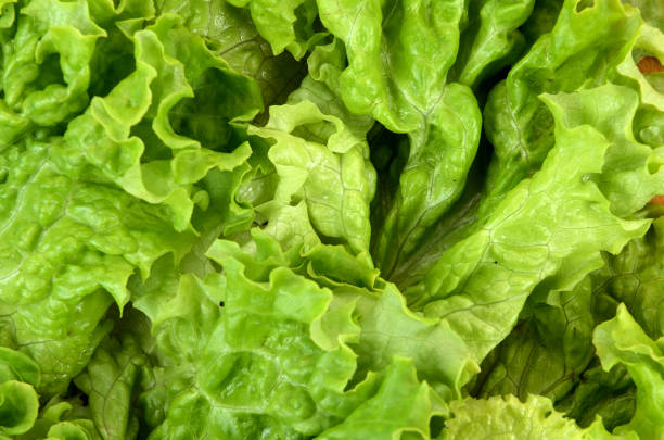 istock background of lettuce leaves close up 1759596587