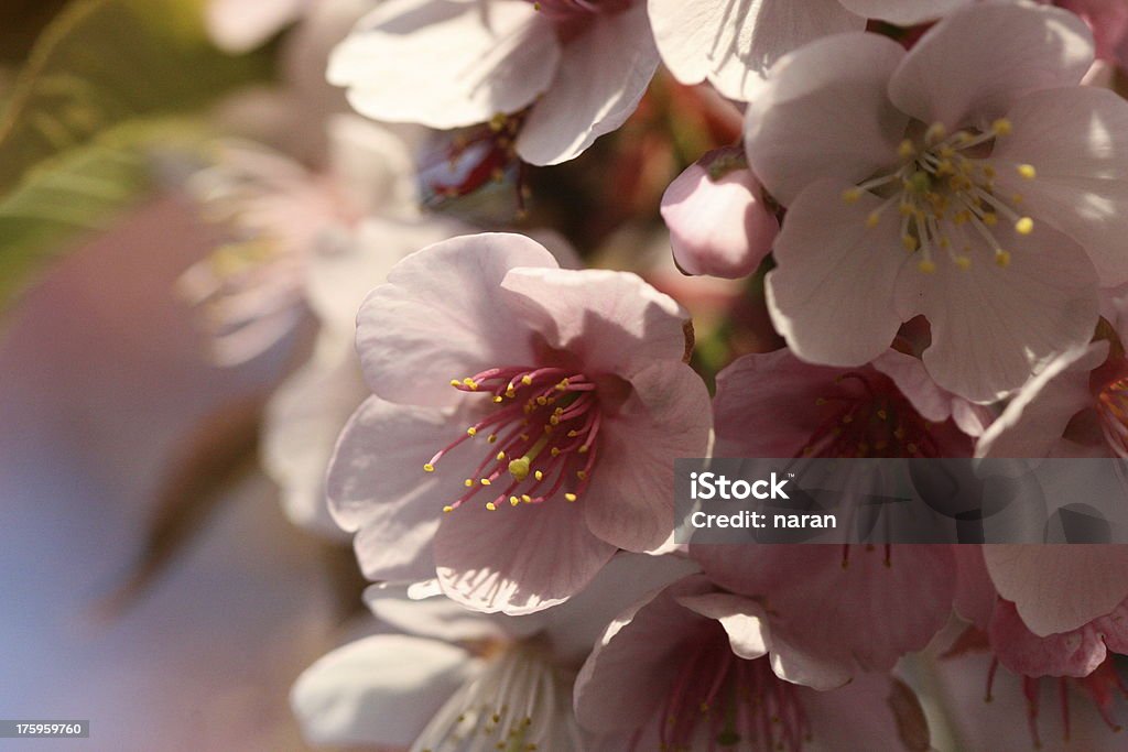 Fleur de cerisier - Photo de Arbre en fleurs libre de droits