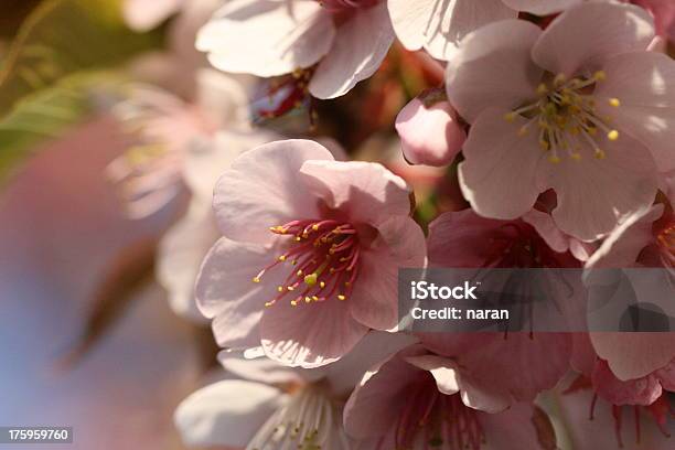 Foto de Cherry Blossom e mais fotos de stock de Beleza natural - Natureza - Beleza natural - Natureza, Botão - Estágio de flora, Cabeça da flor