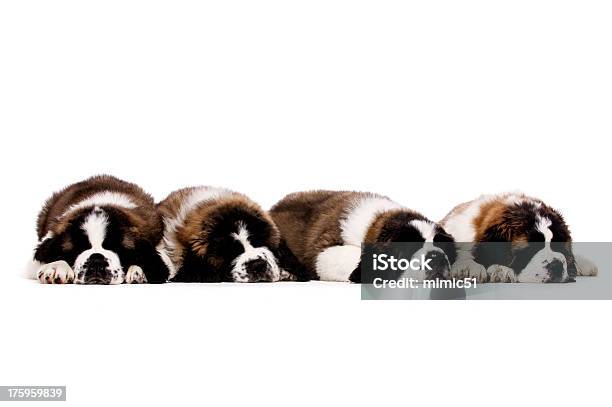 Saint Bernard Fritta Isolato Su Bianco - Fotografie stock e altre immagini di Abete - Abete, Animale, Animale da compagnia