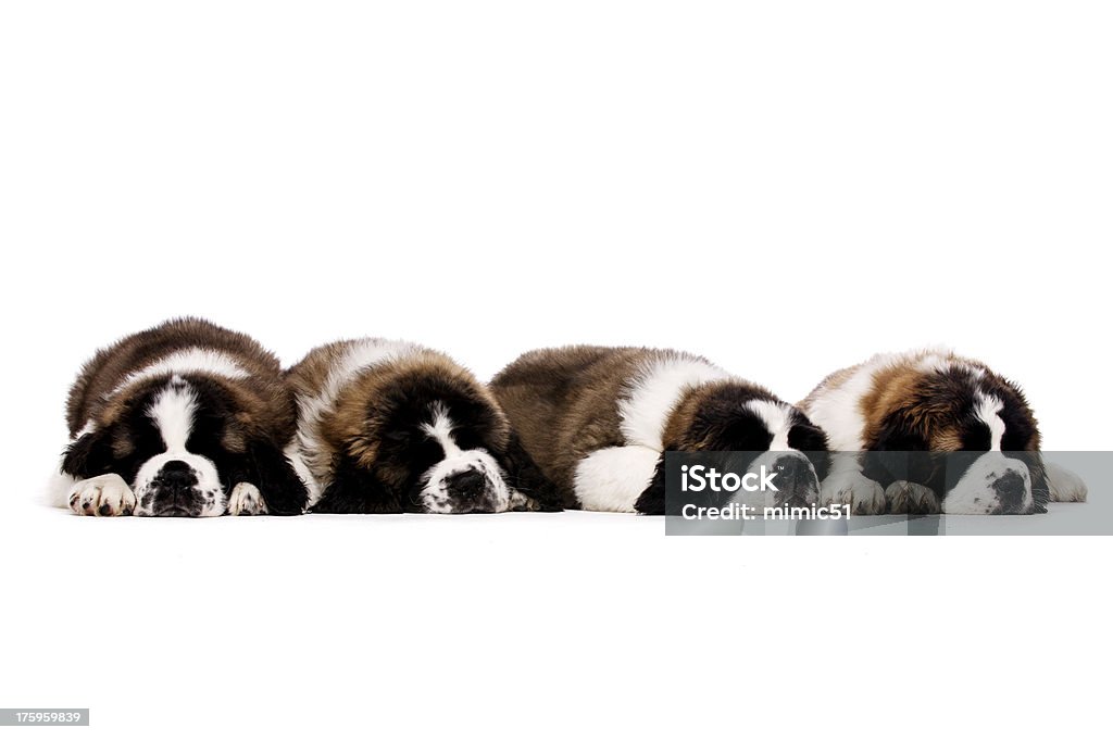 St. Bernard puppies isolada no branco - Foto de stock de Animal royalty-free