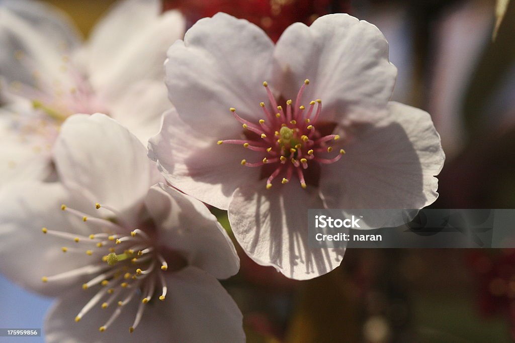 cherry blossom - Foto de stock de Beleza natural - Natureza royalty-free