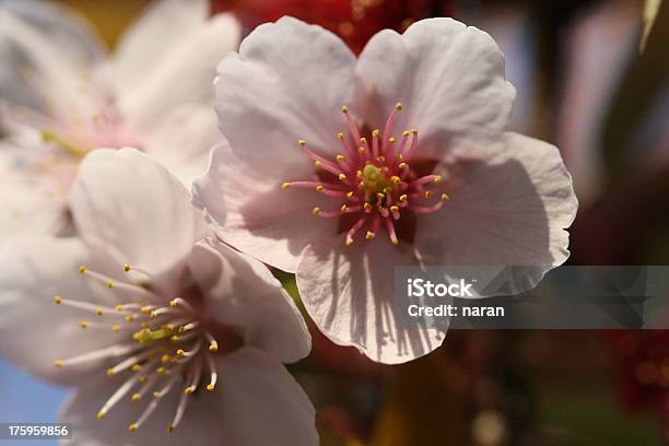 Foto de Cherry Blossom e mais fotos de stock de Beleza natural - Natureza - Beleza natural - Natureza, Botão - Estágio de flora, Cabeça da flor