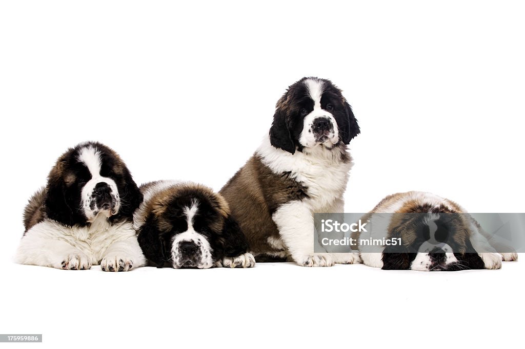 Saint Bernard-Klößchen, isoliert auf weiss - Lizenzfrei Bernhardiner Stock-Foto