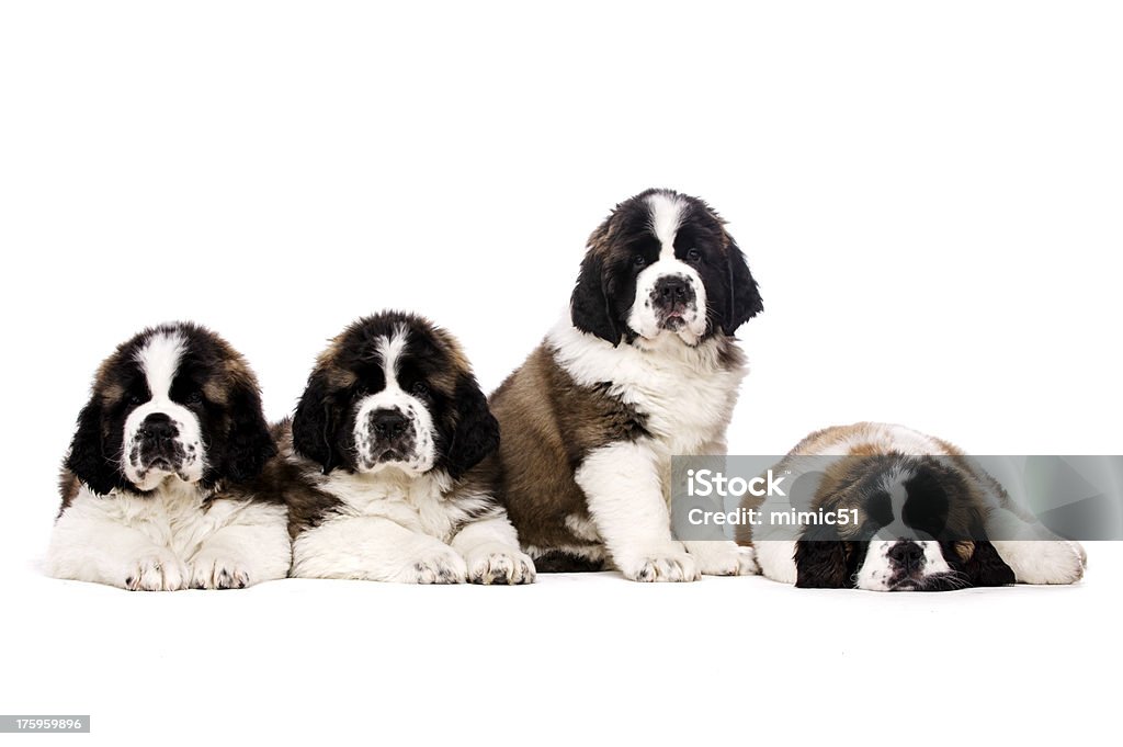 Saint Bernard-Klößchen, isoliert auf weiss - Lizenzfrei Bernhardiner Stock-Foto