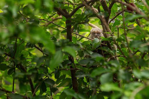 Goiânia, Goias, Brazil – October 25, 2023: A small monkey, hidden among the branches of an acerola tree. Callithrix.