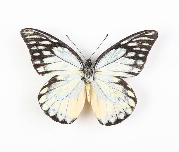 butterfly isolated on white butterfly isolated on white moth photos stock pictures, royalty-free photos & images