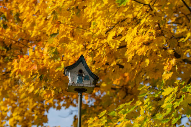 homemade wooden birdhouse attached to a maple tree for bird protection