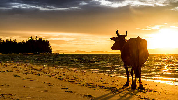 istock Sunrise silhouette of a cow on Beach 175962208