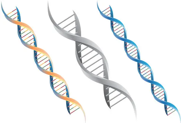 Vector illustration of DNA molecule
