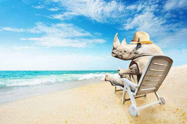 Vacations concept Rhino chilling on sandy beach
