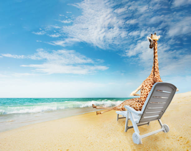 istock Giraffe enjoys seaside sunbathing, unusual travel concept 1759625027