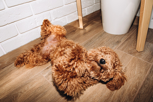 A small red-haired poodle dog is sleeping on the floor under table. Top view