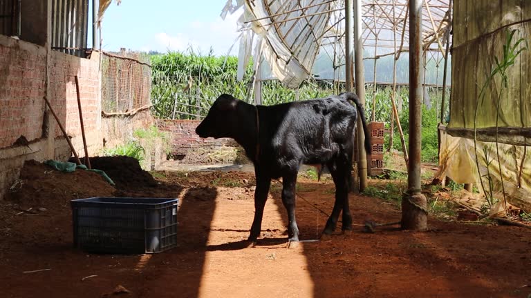 A small dairy calf is eating grass in a plastic trough in Don Duong Lam Dong, Vietnam