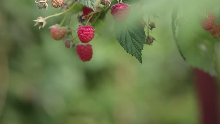 Infection of ripe red fruit of raspberry trees grown in Lam Dong Vietnam