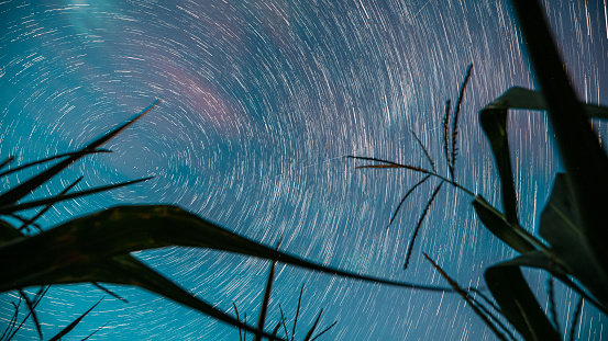 Star Trails Timelapse. 4k Night Starry Sky Glowing Milky Way Stars And Meteoric Track Trails Above Maize Corn Field In Summer Agricultural Season Cornfield. Spin Trails Of Stars Above Maize Corn Field Plantation. Rotate Motion. Rotate Sky Background. Spin Of Stars In Sky. Agricultural Background .time Lapse, Timelapse, Time-lapse.