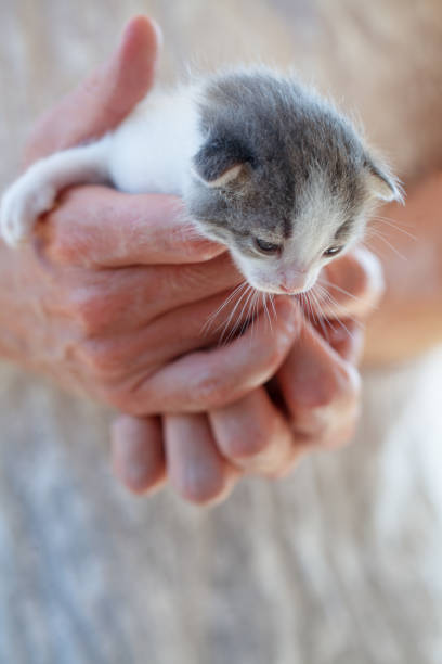 istock Small kitten baby in volunteer hands 1759648460