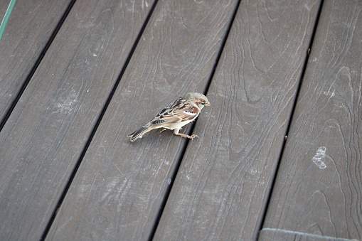 A house sparrow perched on a composite wood deck.