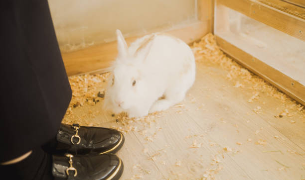 istock Rabbit in a rabbit hutch on a farm 1759651301